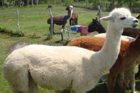 Alpaca For Sale - WHITE  DIAMOND at A&M Alpaca Ranch